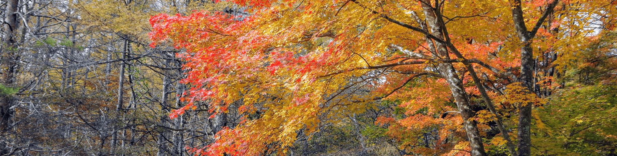 八ヶ岳事務所マガジン