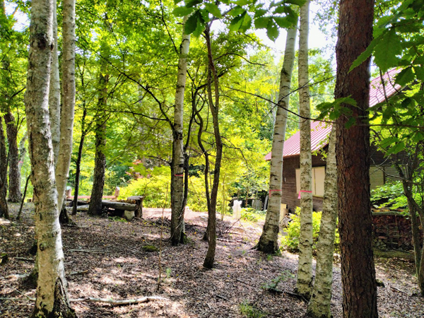 南隣地の様子。