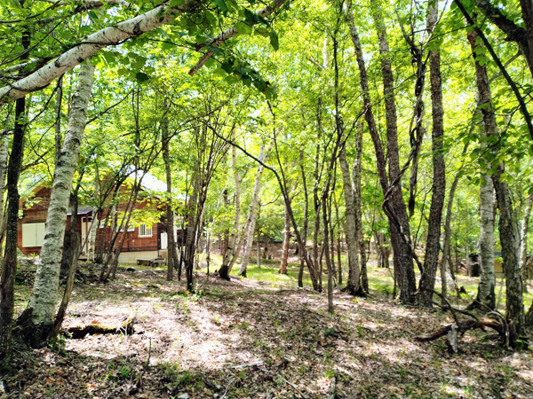 ②南隣地の様子。