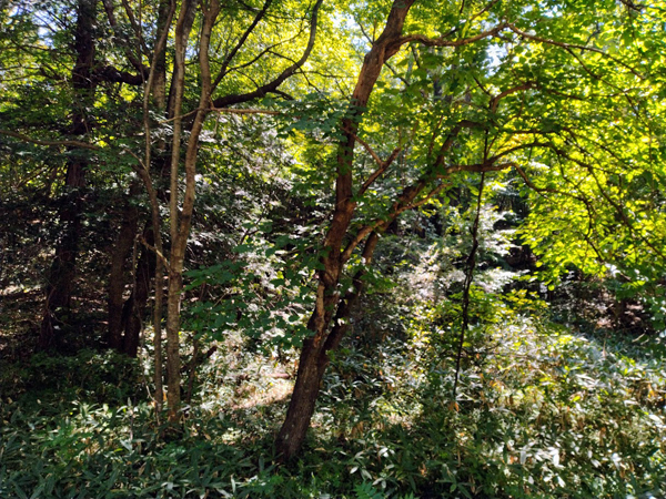 ②東側隣地の様子。