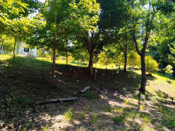 ②東側隣地の様子。