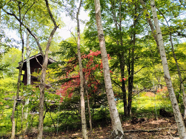③北隣地の様子。
