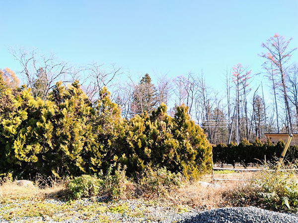 ③敷地の東側の様子。