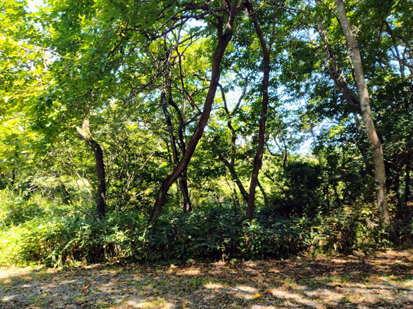 ③敷地から南方向を見る。