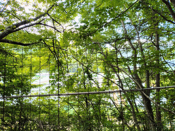 西隣地の様子。