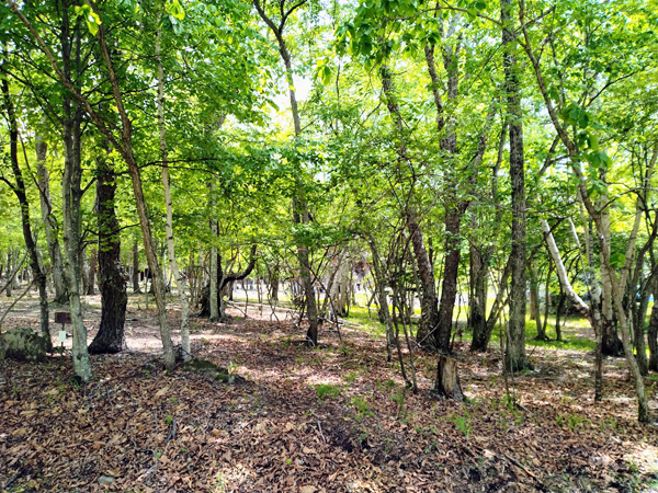 ④西隣地の様子。