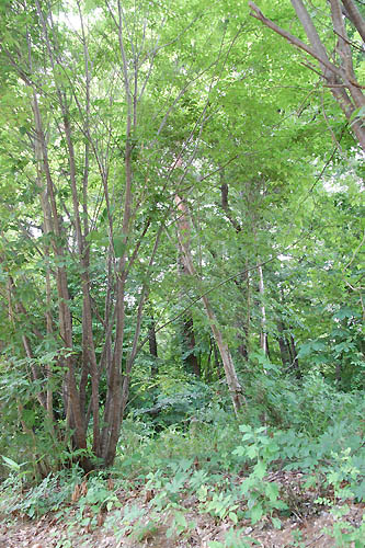 敷地内は桜やクヌギなどの落葉樹が多い。④