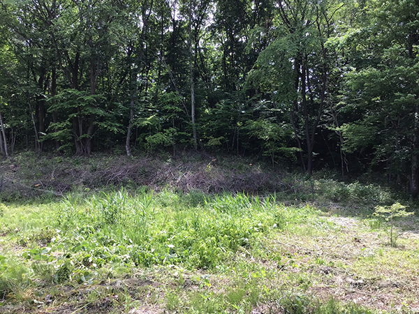 西側は一段高い小山（雑木林）④