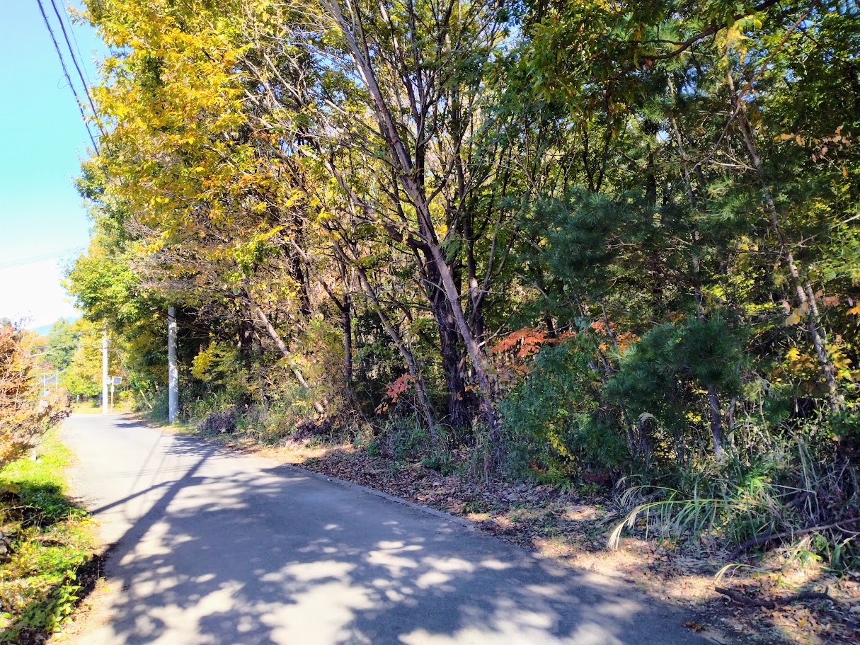 西側道路からの土地の様子。日当たりがいい。④