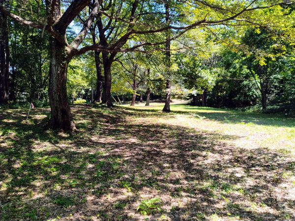 ④敷地内の様子、北方向を見る。