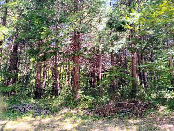 ④北側、隣地は山林。