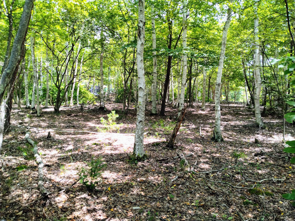 敷地内、東方向を見た様子。敷地は西に傾斜している地勢。