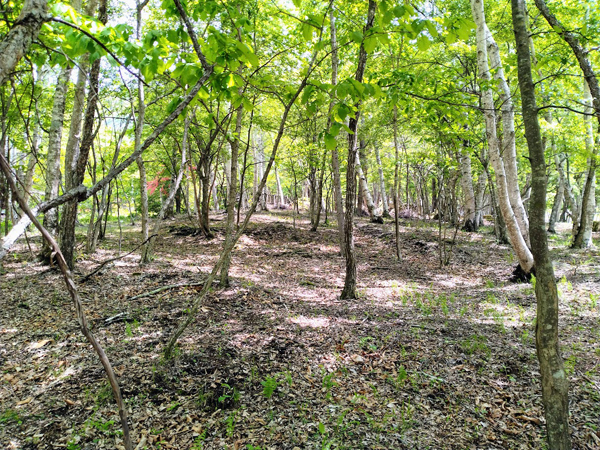 敷地内、東方向を見た様子。敷地は西に傾斜している地勢。