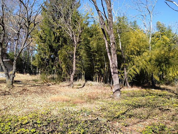 ⑦敷地の北側の竹林と雑木林。