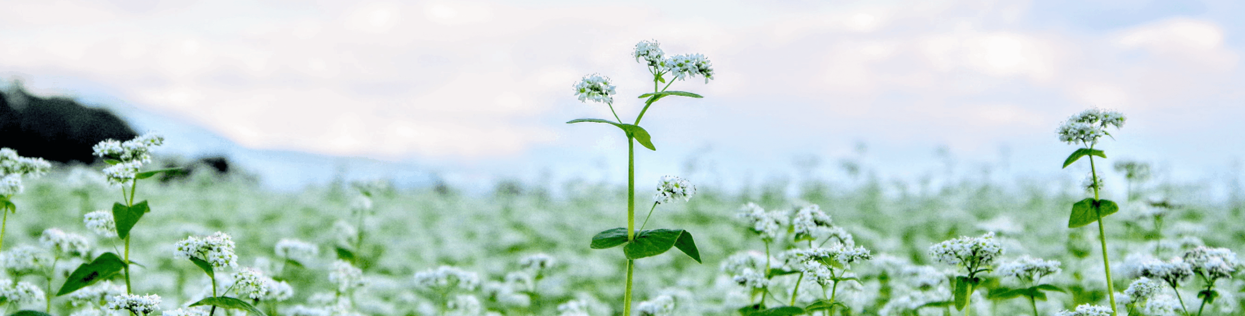 田舎暮らし物件の売却相談