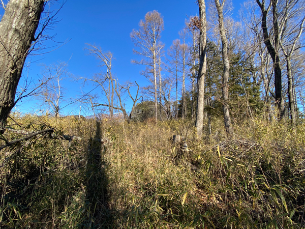 敷地には雑木と笹が育つ。