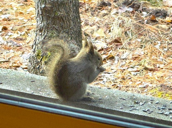窓辺にリスが遊びに来る。