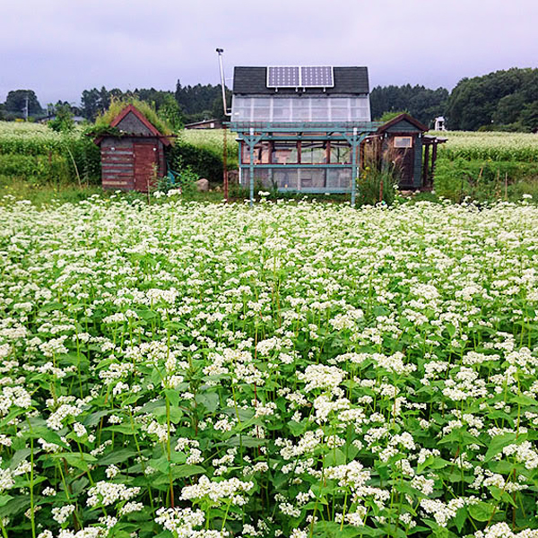 隣地の畑には、時期になると可憐なそばの花が咲く。