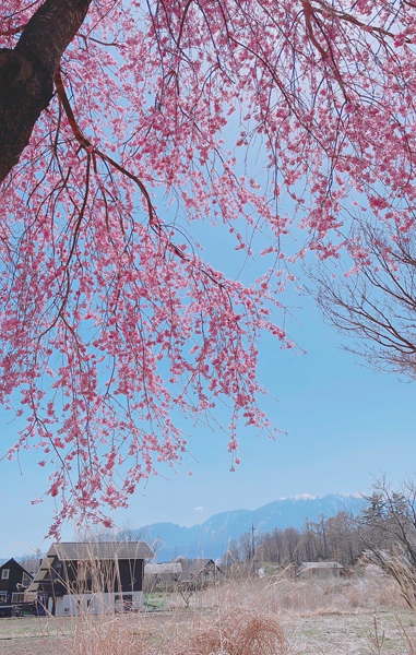 南アルプス（鳳凰三山）の眺め