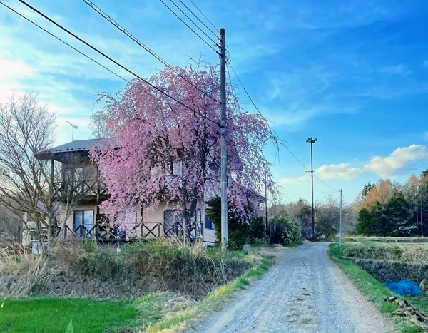 春は庭のしだれ桜が周囲の目を楽しませる。