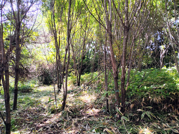 ⑥隣地より見る土地。