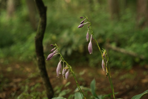 １７．	庭には宿根の山野草が育つ。
