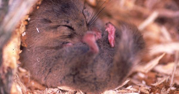 八ヶ岳だより 冬眠ヤマネを見に行こう ふるさと情報館八ケ岳事務所